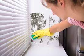 Mold Patrol: the best mold removal company in Greensboro NC